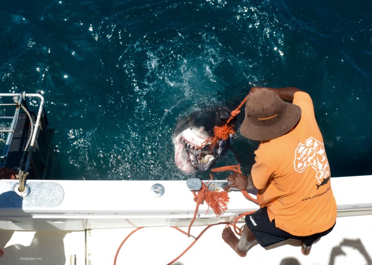 This guy caught the tuna and didn't want to let go! Tour operators aren't actually supposed to feed the sharks, because it can disrupt their behavior, so we're hoping this was just an accident...