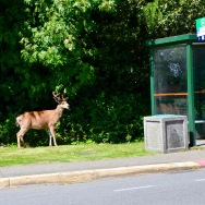 Just a city deer out for his lunch, watching the buses go by
